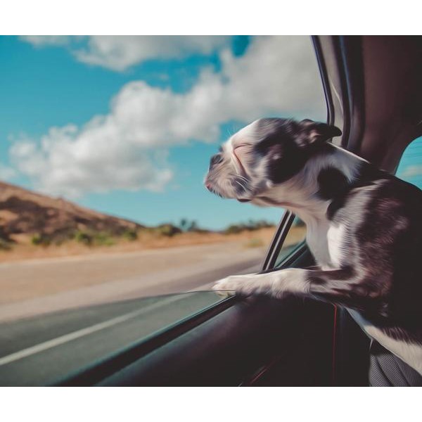 Dog Traveler - DIY Diamond Painting