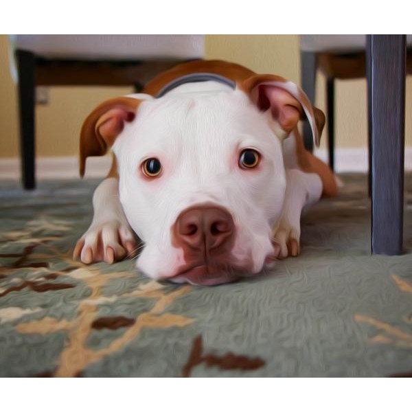 Sweet Dog - DIY Diamond Painting