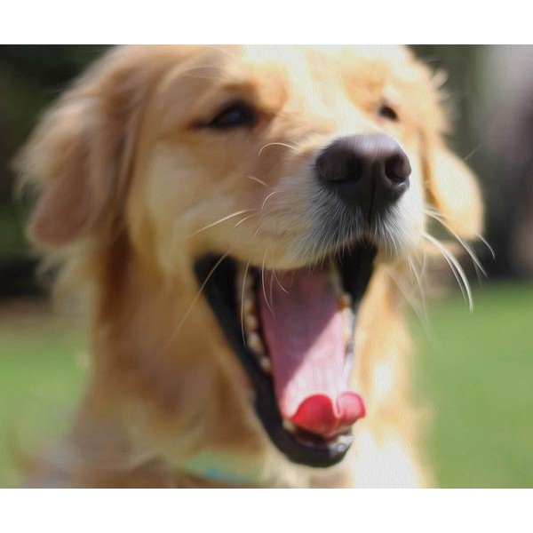 Golden Retriever Yawning - DIY Diamond Painting