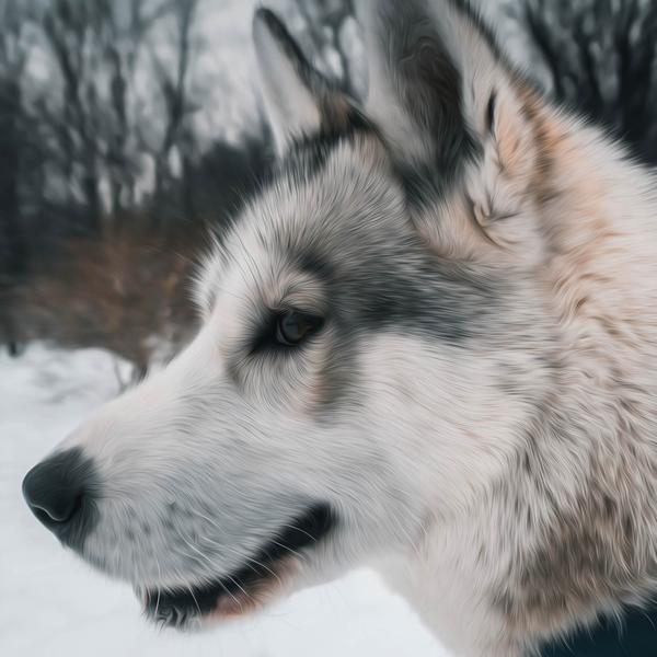 Snappy Husky - DIY Diamond Painting