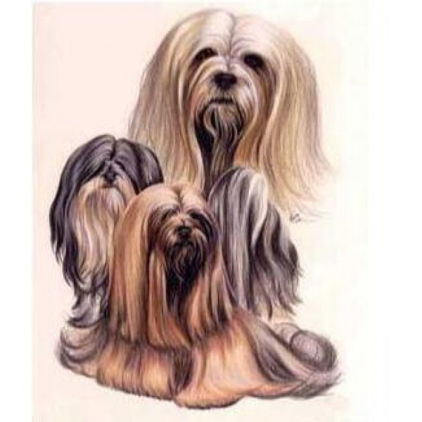 Terrier in their Long Hair - DIY Diamond  Painting