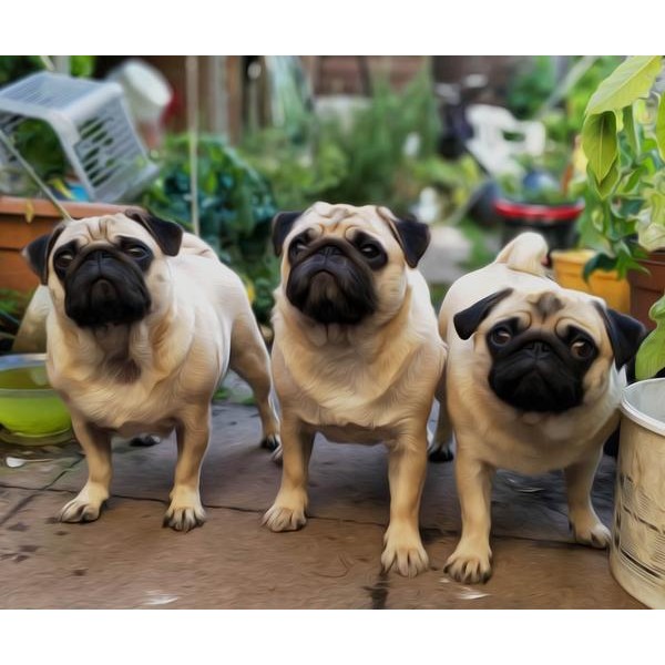 Cute Pug Squad - DIY Diamond Painting