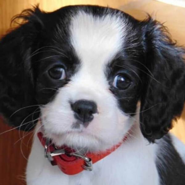 Staring Puppy - DIY Diamond Painting