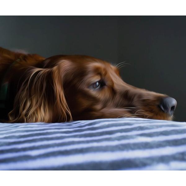 Resting Brauner Hund - DIY Diamond Painting