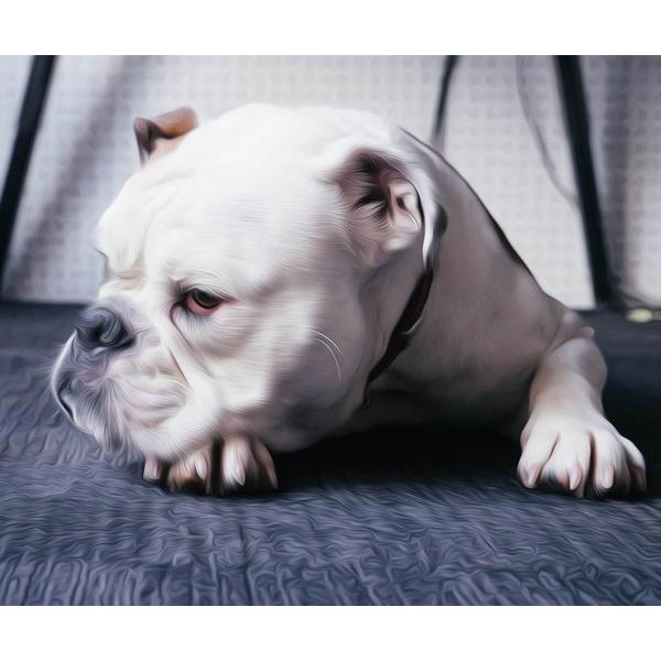 Cute Lying Bulldog - DIY Diamond Painting