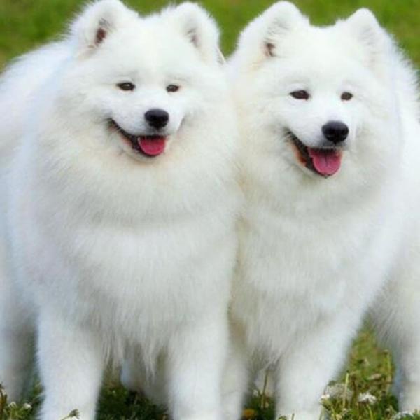 Twin Chow Chow - DIY Diamond Painting