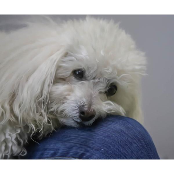 Cuteness of Bolognese Dog - DIY Diamond Painting