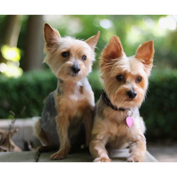 Sweet Little Yorkie - DIY Diamond Painting