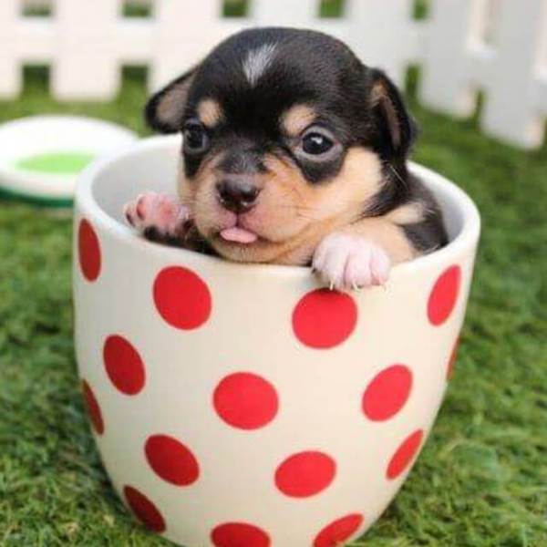 Puppy in a cup - DIY Diamond Painting