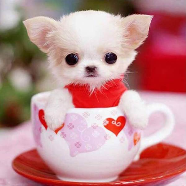 Dog in a Cup - DIY Diamond  Painting