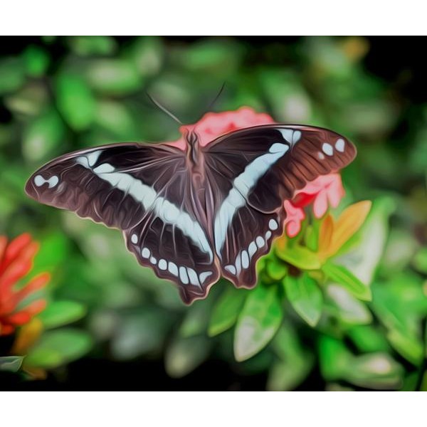 White Admiral - DIY Diamond Painting