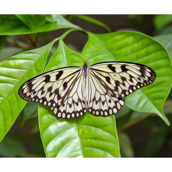 White Butterfly in a Leaf - DIY Diamond Painting