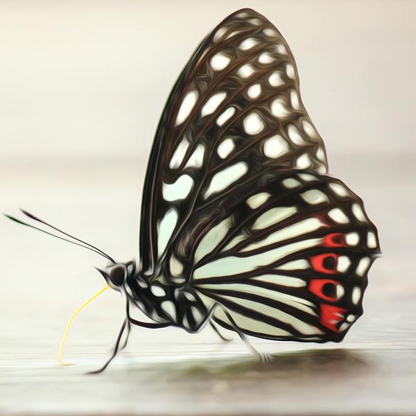 White Butterfly with Red Spots - DIY Diamond Painting