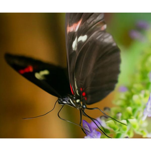 Black Butterfly - DIY Diamond Painting