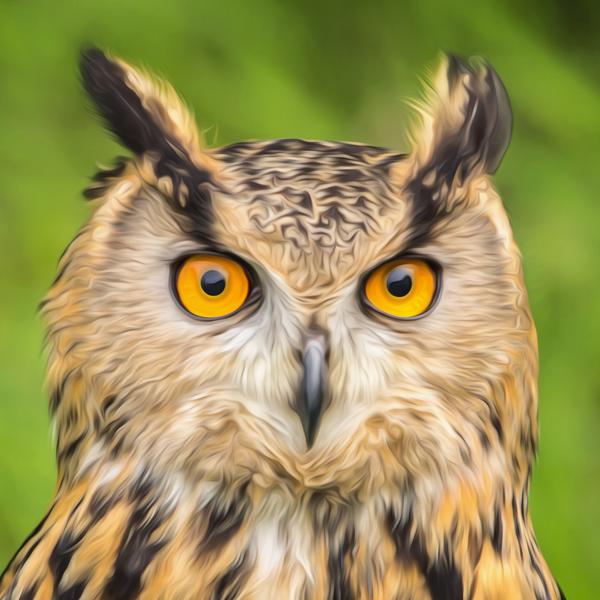 Wild Owl - DIY Diamond Painting