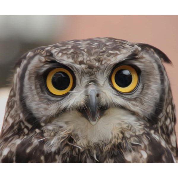 Owlet - DIY Diamond Painting