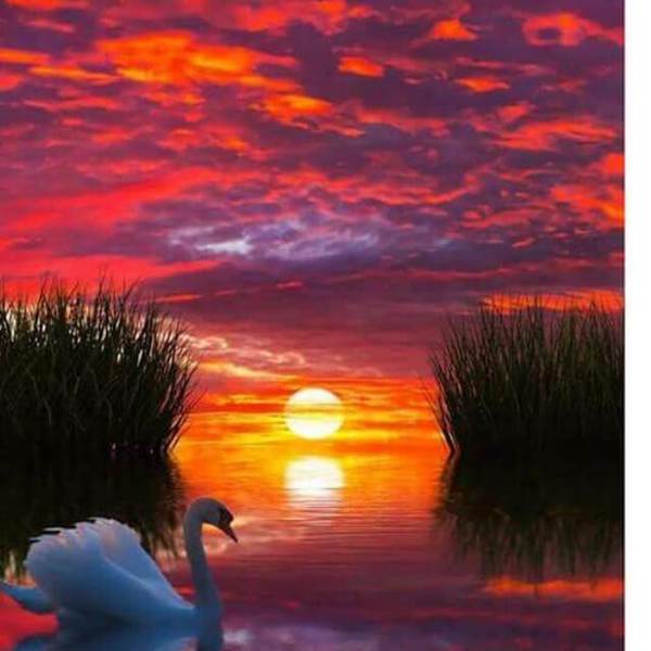 Swan in the Sunset - DIY Diamond Painting