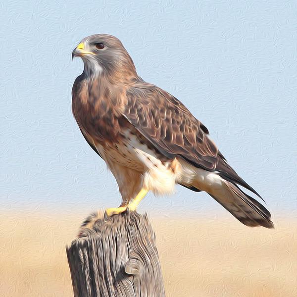 Hawk - DIY Diamond Painting