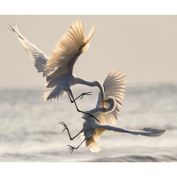 Fighting Sandhill Cranes - DIY Diamond Painting