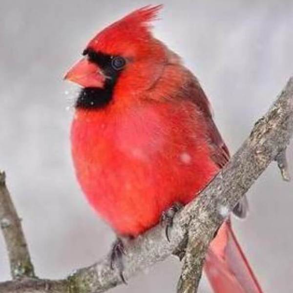 Red Cardinal Bird - DIY Diamond Painting