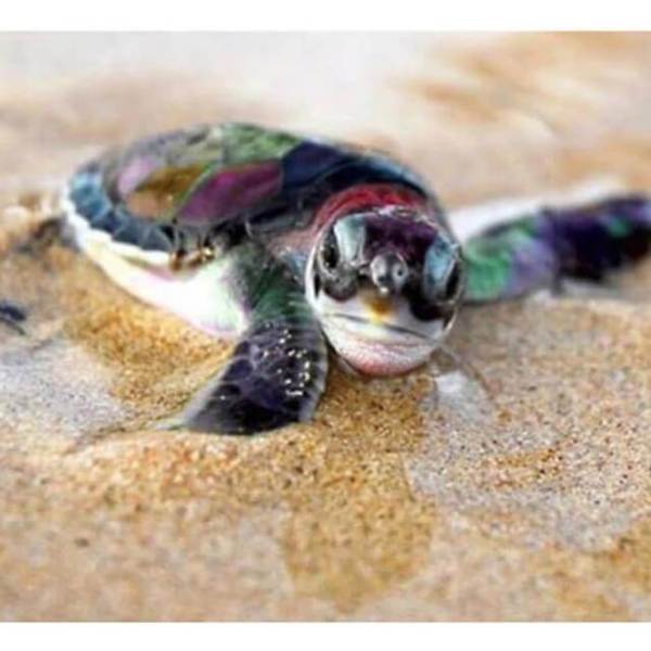 Little Turtle - DIY Diamond Painting