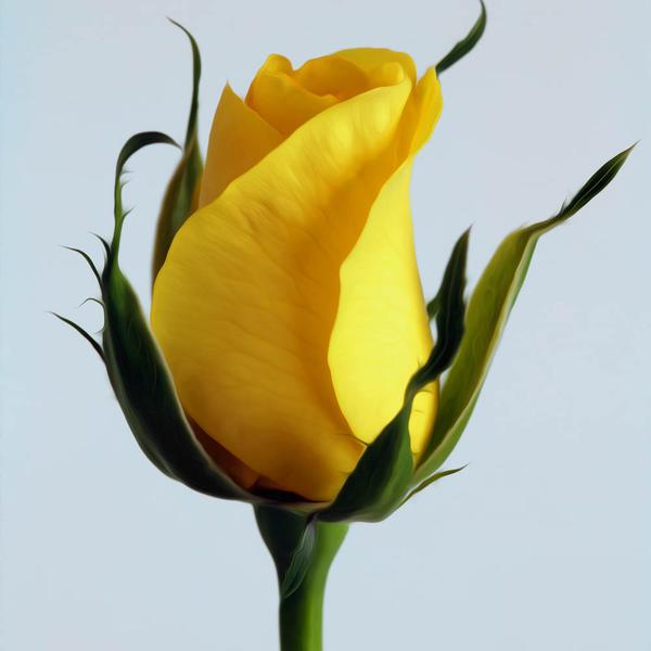 Yellow Rose - DIY Diamond Painting