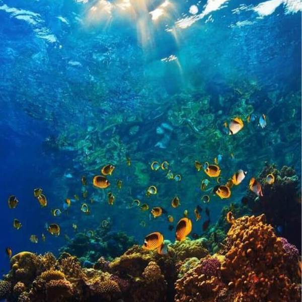 Underwater World-  DIY Painting By Numbers