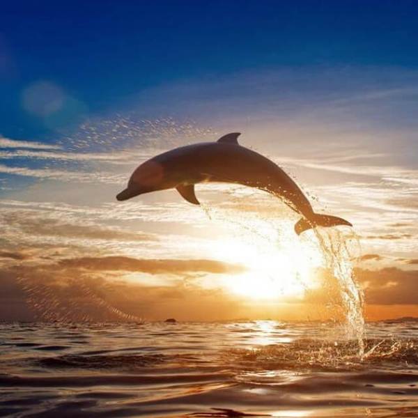 Dolphin in the Sunset - DIY Painting By Numbers