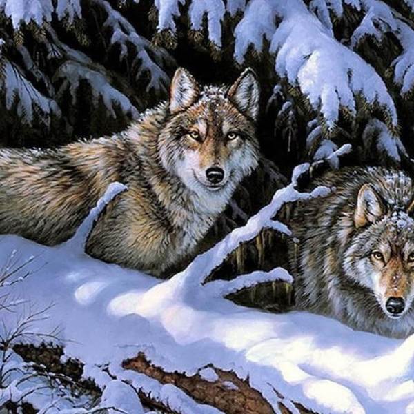 Wolves in the Snow-  DIY Painting By Numbers