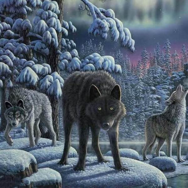 Wolves-  DIY Painting By Numbers