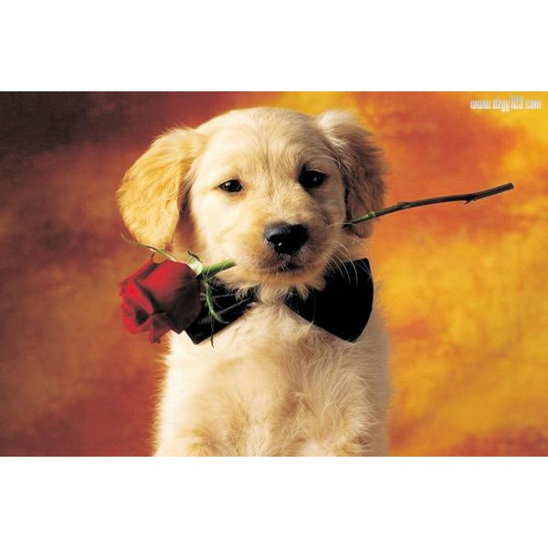 Sweet Puppy with a Rose - DIY Painting By Numbers