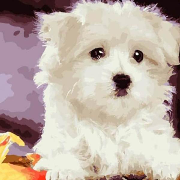 White Dog - DIY Painting By Numbers