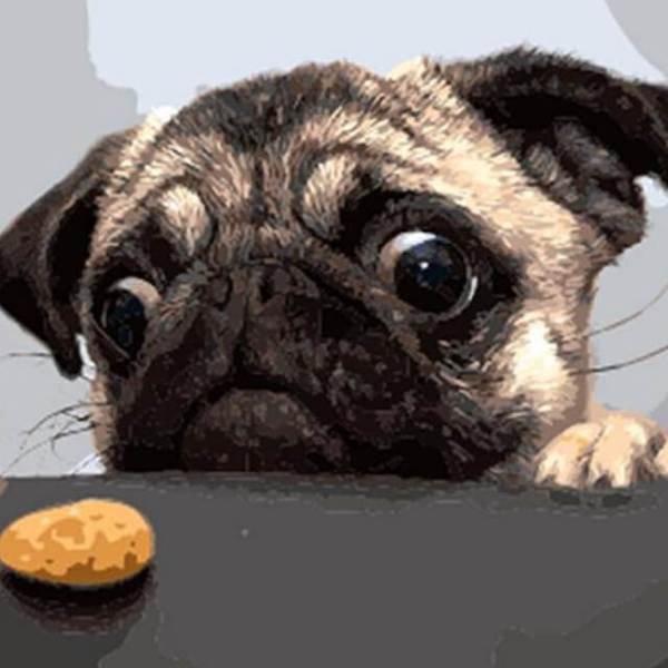 Funny Dog looking at a small cookie - DIY Painting By Numbers