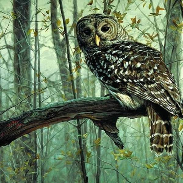 Owl - DIY Painting By Numbers