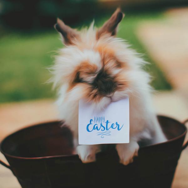 Happy Easter Bunny - DIY Diamond Painting