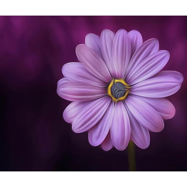 Purple Daisy - DIY Diamond Painting