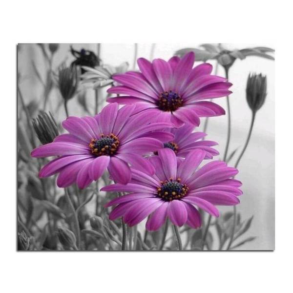 Purple Daisy - DIY Diamond  Painting