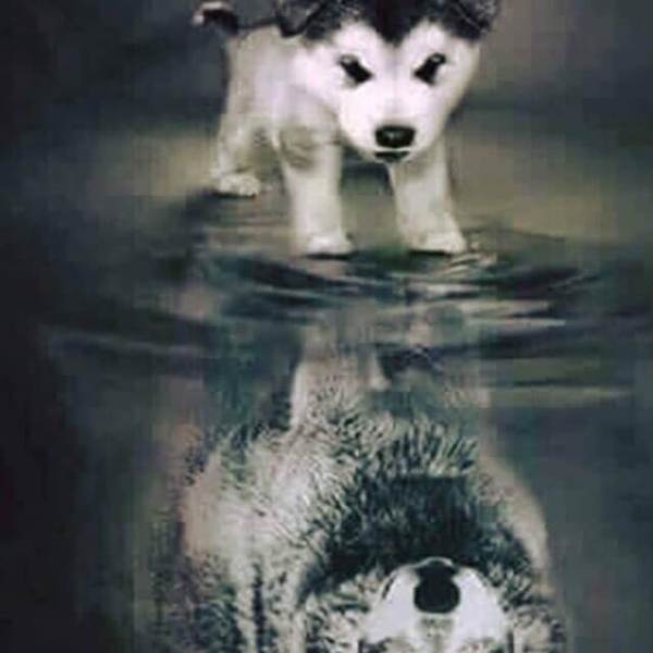Puppy and Wolf - DIY Diamond  Painting