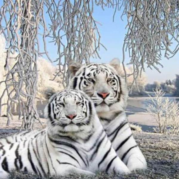 Couple White Tiger - DIY Diamond Painting