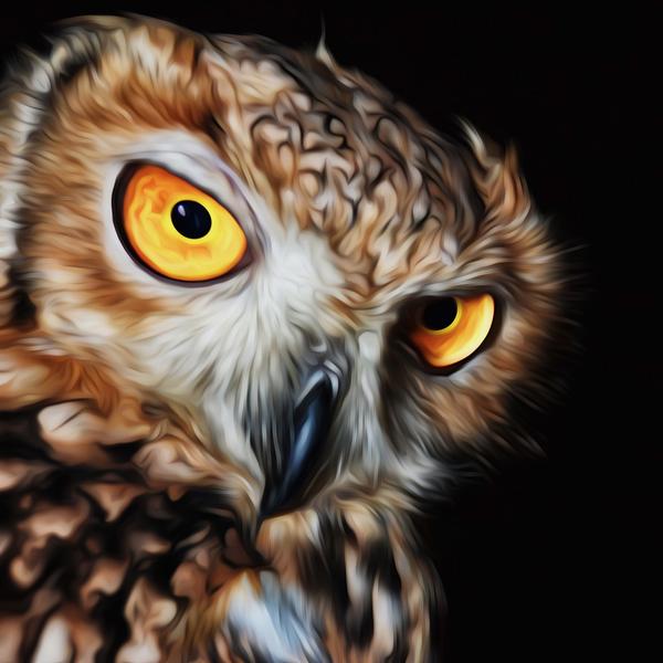 Staring Owl - DIY Diamond Painting