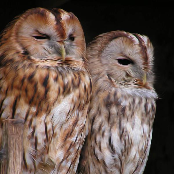 Lovely Owls - DIY Diamond Painting