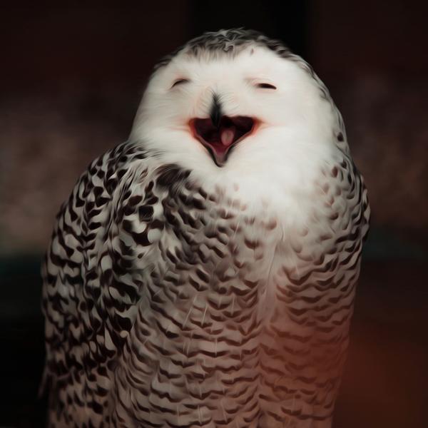 Happy Owl - DIY Diamond Painting