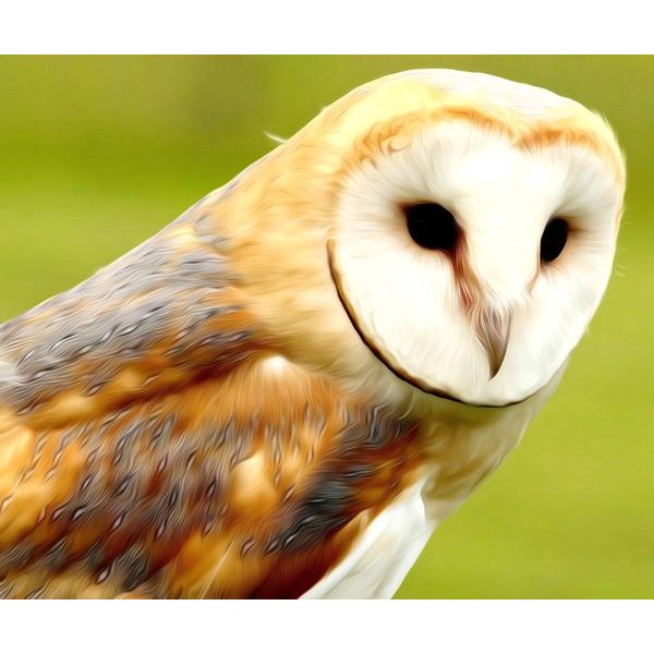Barn Owl - DIY Diamond Painting
