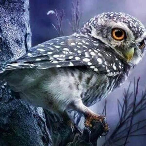 Snappy Owl - DIY Diamond Painting