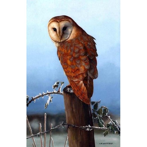 Brown Owl - DIY Diamond Painting