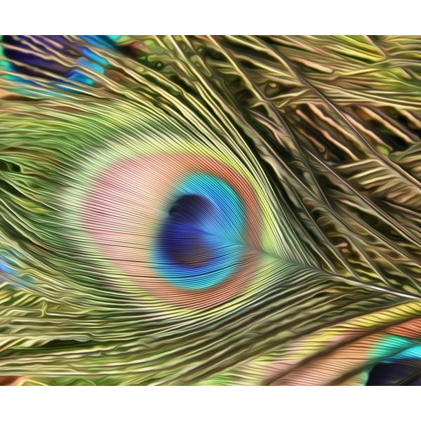 Peafowl Feather - DIY Diamond Painting