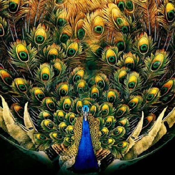 Stunning Peacock - DIY Diamond  Painting