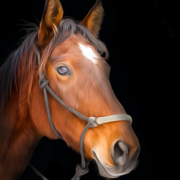 Horse Beauty - DIY Diamond Painting