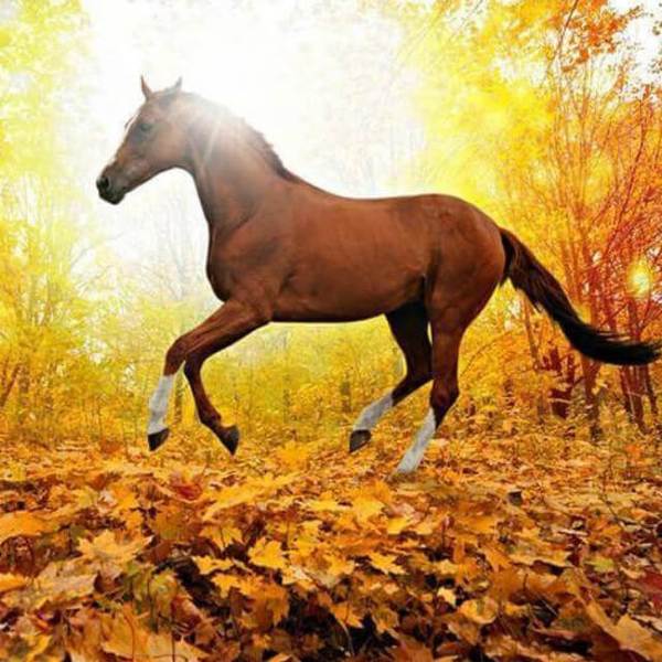 Horse in the woods - DIY Diamond Painting