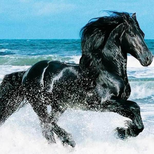 Running Black Horse - DIY Diamond Painting